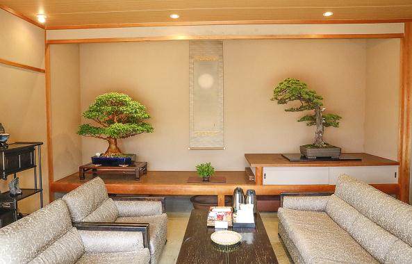 第六届世界盆景大会的盆景 装了6卡车