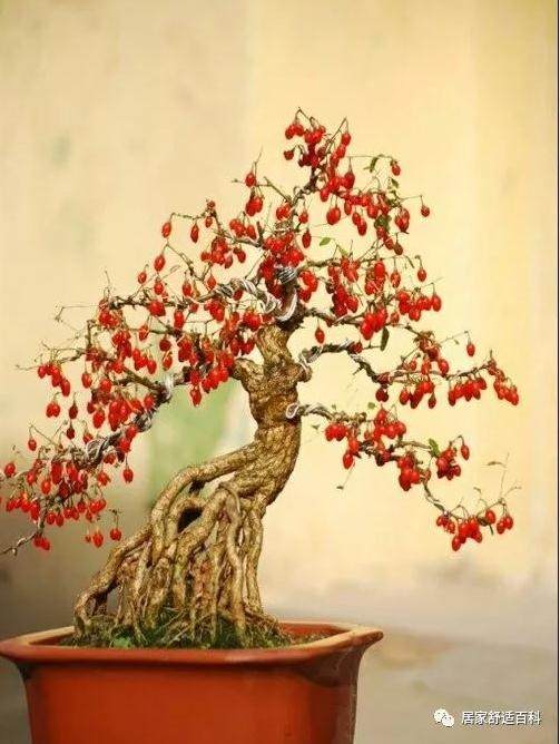 枸杞盆景的上盆与造型