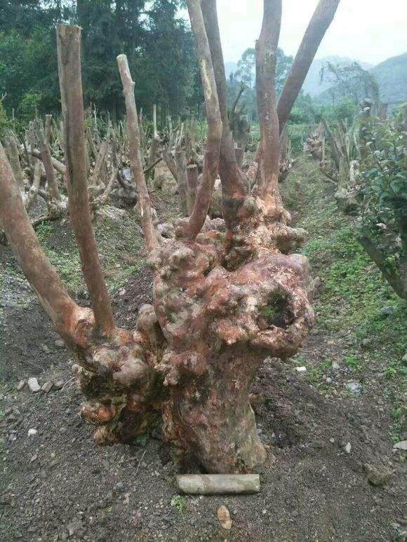 贫瘠地带负荷不起盆景挖下山桩