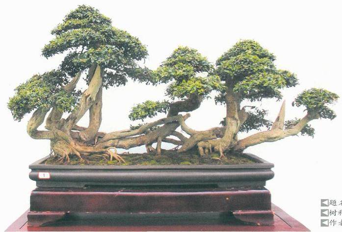 第十六届中州盆景大赛作品展在鄢陵成功举办