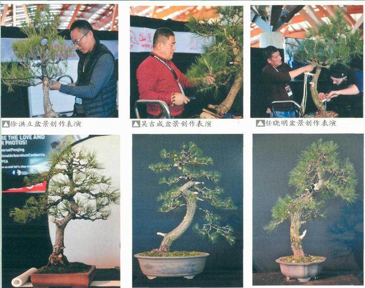 第二届世界盆景创作大会在澳大利亚盛大开幕