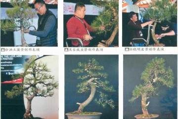 第二届世界盆景创作大会在澳大利亚盛大开幕