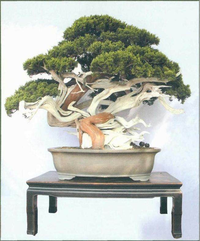 宁波市第五届盆景艺术展在慈城古镇隆重开幕