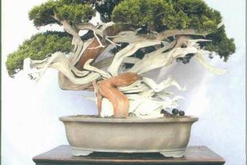 宁波市第五届盆景艺术展在慈城古镇隆重开幕