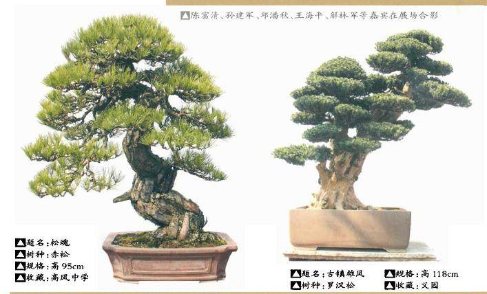 宁波市第五届盆景艺术展在慈城古镇隆重开幕