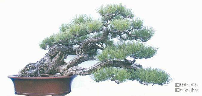 2018年 淮南市第二届舜耕山盆景艺术展