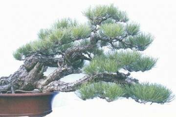 2018年 淮南市第二届舜耕山盆景艺术展