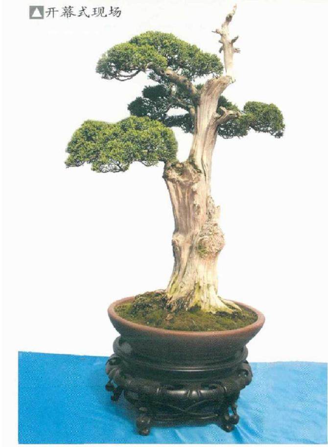 2018年 临沂秋季盆景展在花木博览城隆重开幕