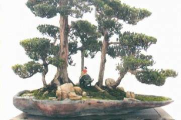 2018年 临沂秋季盆景展在花木博览城隆重开幕