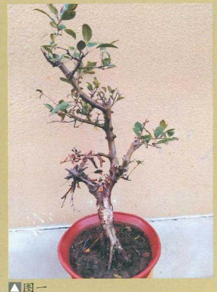 浅谈盆景养护与生长相关性