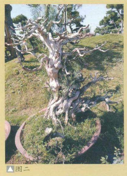 浅谈盆景养护与生长相关性