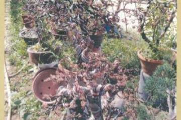 盆景营养生长和生殖生长的相关性