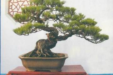 盆景主根生长和侧根生长的相关性