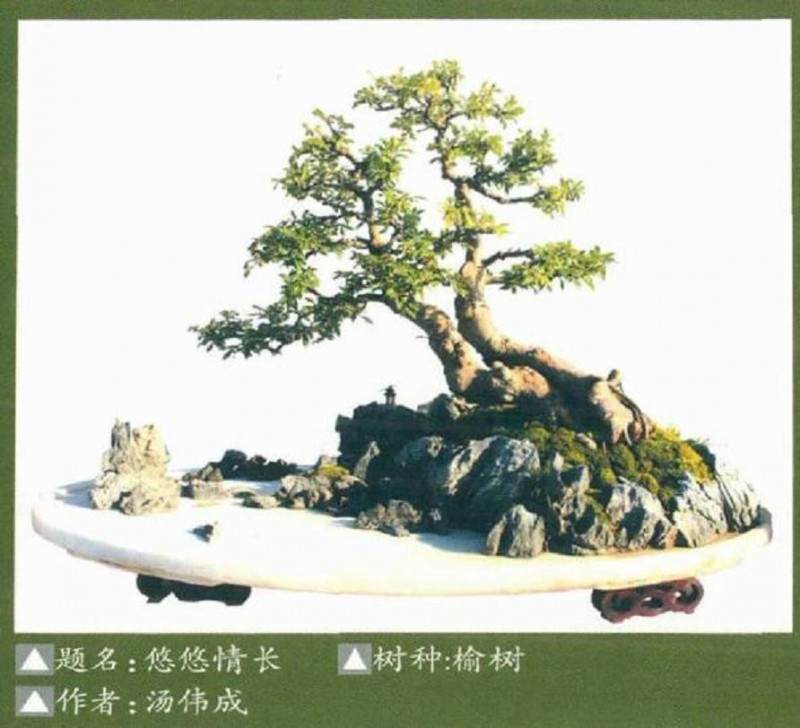 赤壁盆景协会承办的第四届盆景展成功举办