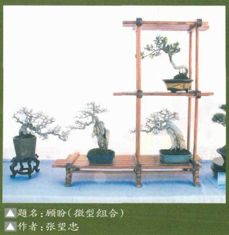 赤壁盆景协会承办的第四届盆景展成功举办