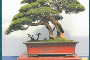 2018年 第六届中国沭阳花木盆景节