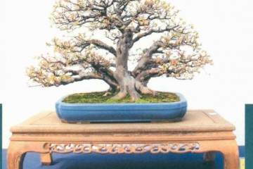 环太平洋盆景博物馆和盆景西北是最后一站