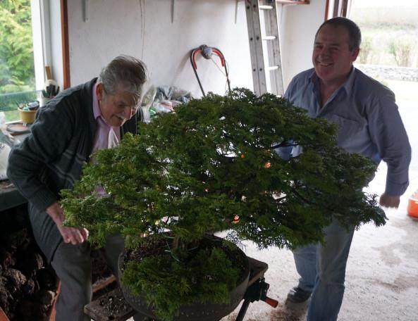 他在爱尔兰收集了40年以上的盆景