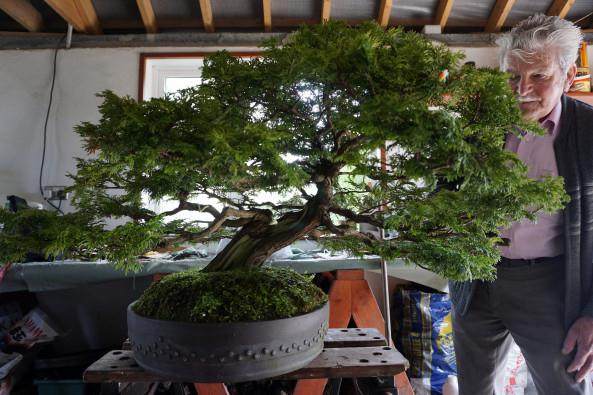 他在爱尔兰收集了40年以上的盆景