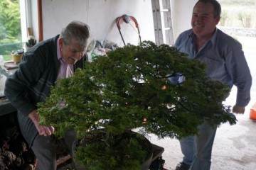 他在爱尔兰收集了40年以上的盆景