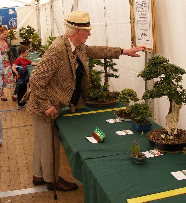 当我1993年加入北爱尔兰盆景协会时