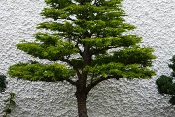 您可以在这里学习设计 成长和理解盆景的技能