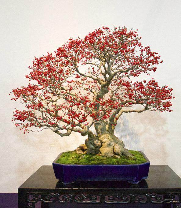 2017年 第91届 日本国府盆景展 - 第2部分