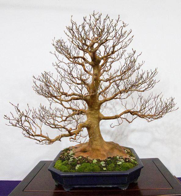 2017年 第91届 日本国府盆景展 - 第2部分