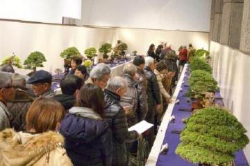 2017年 第91届 日本国府盆景展 - 第2部分