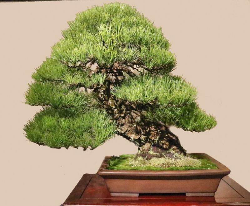 2017年 日本 第91届国府盆景展 - 第1部分续