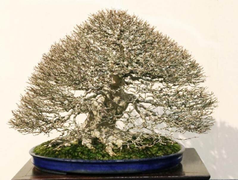 2017年 日本 第91届国府盆景展 - 第1部分续