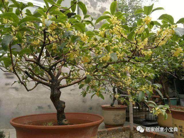 培养桂花盆景并不难 但有三忌
