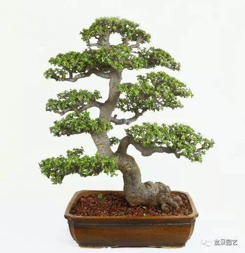 你对浇水盆景了解多少?你知道这两个细节吗?