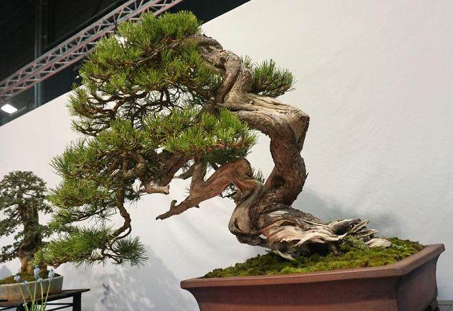 每年我都会参观欧洲首屈一指的盆景展览