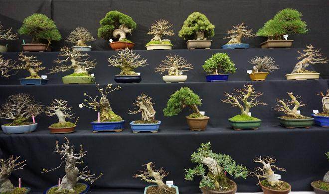 每年我都会参观欧洲首屈一指的盆景展览