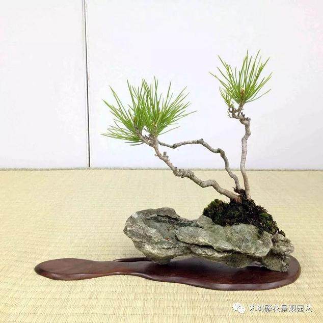 50种盆景用土搭配的大全