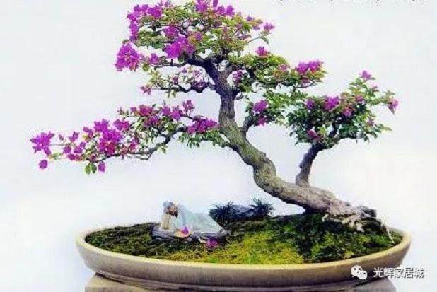 三角梅盆景常用的促花技术