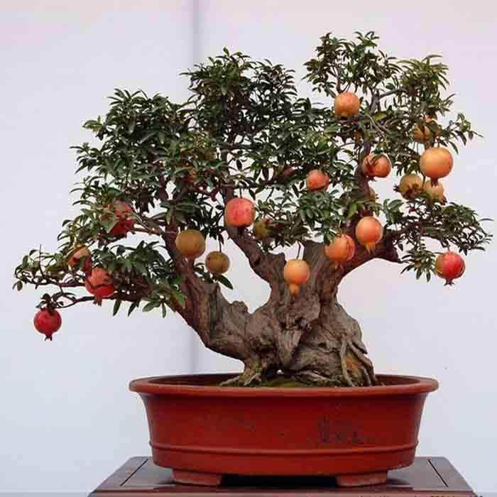 石榴盆景培育造型与养护(上)