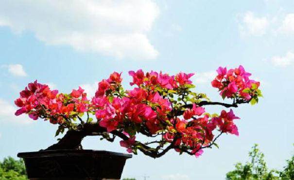 三角梅盆景的上盆与垫盆