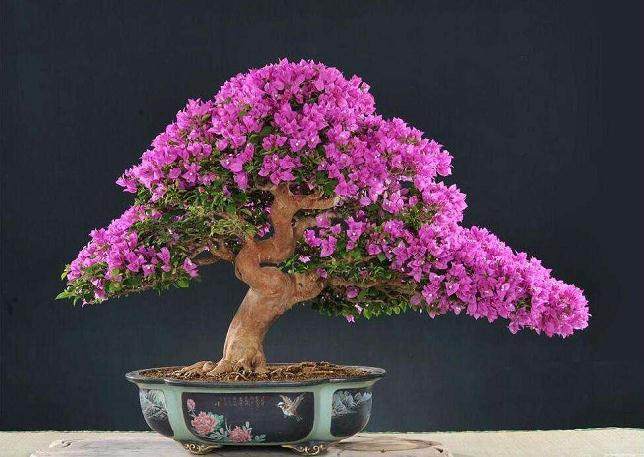 三角梅盆景取材与培育