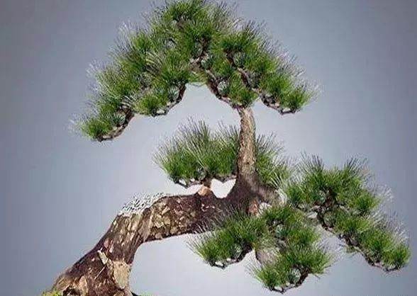 马尾松盆景素材的挖掘注意事项