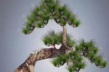 马尾松盆景素材的挖掘注意事项