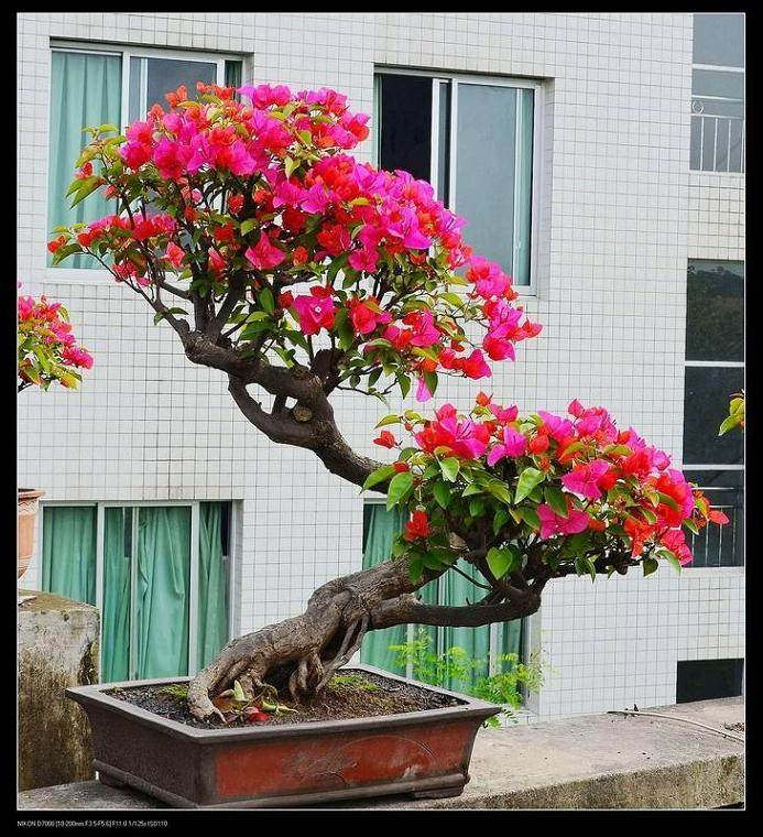 三角梅盆景的养护与管理