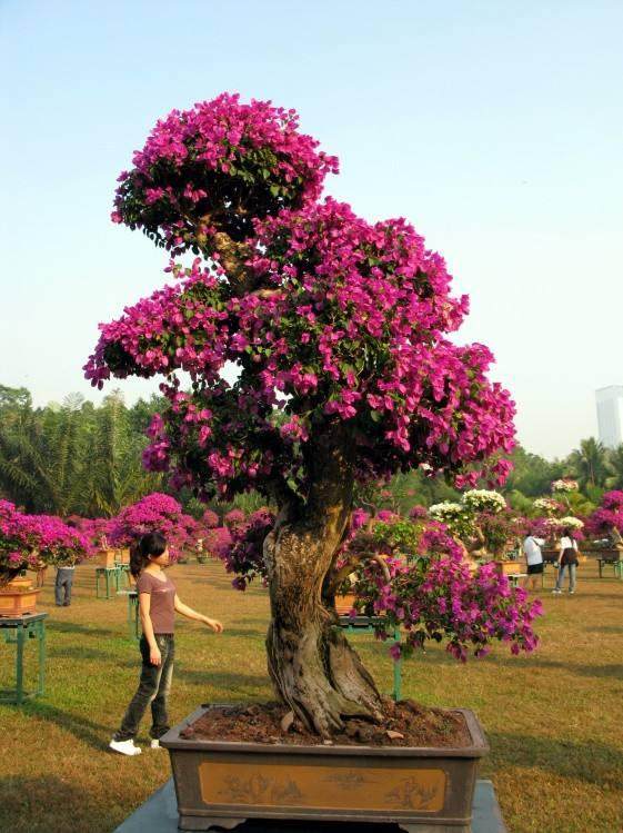 三角梅盆景的养护与管理