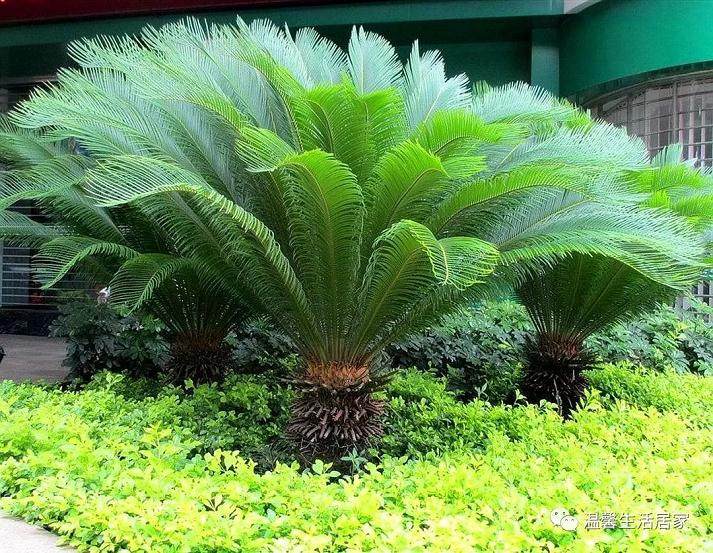 铁树盆景在家中养护时 多注意这些小技巧