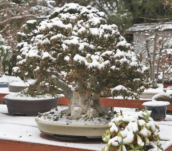 大雪过后 盆景园的冷风吹了得更加起劲