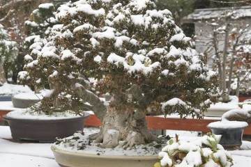 大雪过后 盆景园的冷风吹了得更加起劲