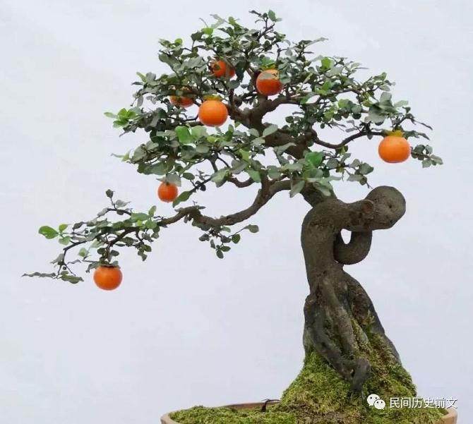 制作天价金弹子盆景 用这3个步骤?