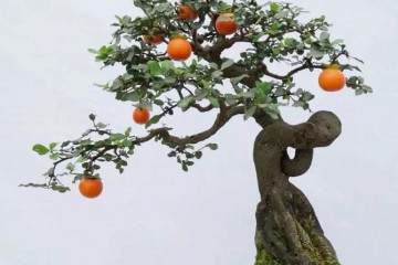 制作天价金弹子老桩盆景的方法 图片