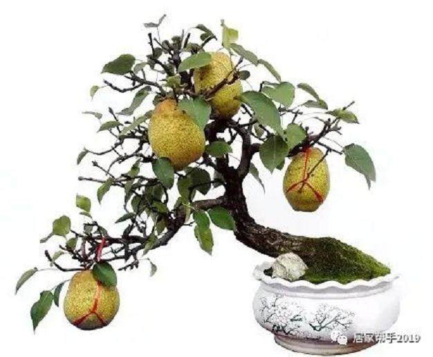 梨树盆景多花多果措施